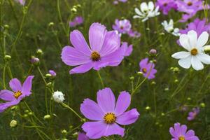 Pink cosmos flowers photo