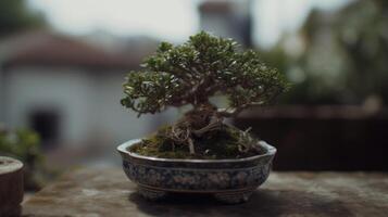 AI generated Beautiful mini bonsai plant display in a ceramic pot outdoor porch. photo