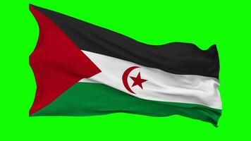 sahrawi árabe democrático república bandeira acenando desatado ciclo dentro vento, croma chave verde tela, luma fosco seleção video