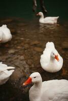 White beautiful Unusual geese on a lake in Turkey, travel, nature background photo