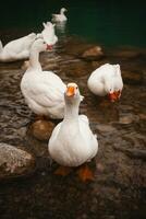 elegante blanco gansos planeo en el lago, agregando un sereno toque a de pavo montañoso belleza. foto