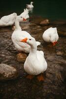 white geese peacefully float on a Turkish lake along the Lycian Way, a picturesque moment in nature. photo