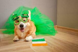 Funny corgi dog in costume, Irish holiday, St. Patrick's Day, glasses, shamrock, flag of Ireland photo