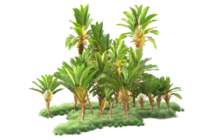 Tropical forest isolated on transparent background. 3d rendering - illustration png