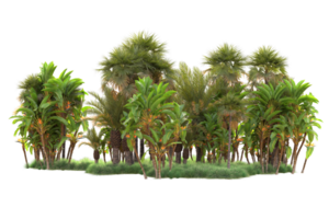 Tropical forest isolated on transparent background. 3d rendering - illustration png