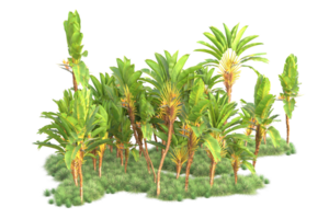 Tropical forest isolated on transparent background. 3d rendering - illustration png