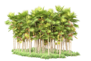 Tropical forest isolated on transparent background. 3d rendering - illustration png