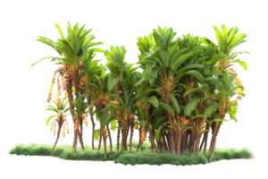 Tropical forest isolated on transparent background. 3d rendering - illustration png