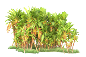 Tropical forest isolated on transparent background. 3d rendering - illustration png