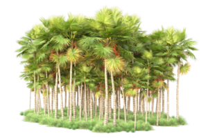 Tropical forest isolated on transparent background. 3d rendering - illustration png