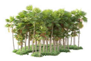 Tropical forest isolated on transparent background. 3d rendering - illustration png