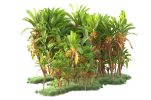 Tropical forest isolated on transparent background. 3d rendering - illustration png