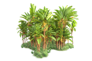 Tropical forest isolated on transparent background. 3d rendering - illustration png