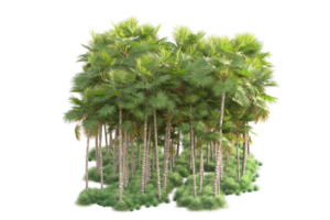 tropisch Wald isoliert auf transparent Hintergrund. 3d Rendern - - Illustration png