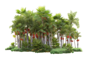 Tropical forest isolated on transparent background. 3d rendering - illustration png