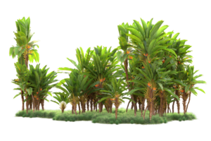 Tropical forest isolated on transparent background. 3d rendering - illustration png