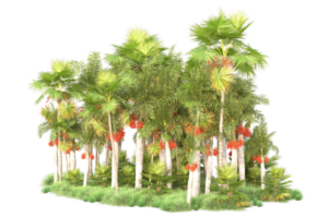 Tropical forest isolated on transparent background. 3d rendering - illustration png