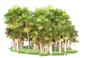 Tropical forest isolated on transparent background. 3d rendering - illustration png