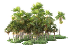 Tropical forest isolated on transparent background. 3d rendering - illustration png