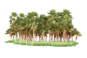 Tropical forest isolated on transparent background. 3d rendering - illustration png