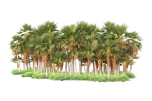 Tropical forest isolated on transparent background. 3d rendering - illustration png