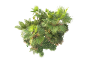 tropical floresta isolado em transparente fundo. 3d Renderização - ilustração png