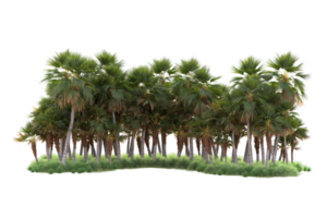 Tropical forest isolated on transparent background. 3d rendering - illustration png