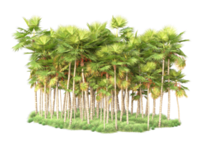 Tropical forest isolated on transparent background. 3d rendering - illustration png