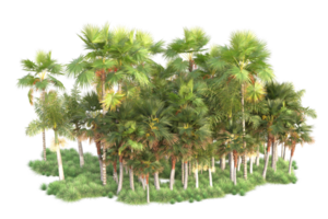 Tropical forest isolated on transparent background. 3d rendering - illustration png