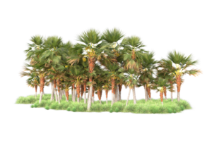 Tropical forest isolated on transparent background. 3d rendering - illustration png