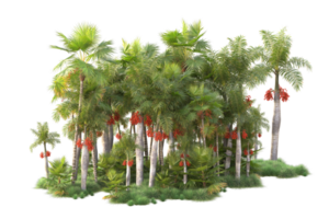 Tropical forest isolated on transparent background. 3d rendering - illustration png