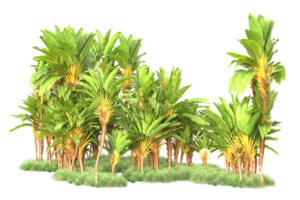 Tropical forest isolated on transparent background. 3d rendering - illustration png