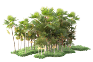 Tropical forest isolated on transparent background. 3d rendering - illustration png