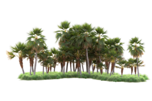 Tropical forest isolated on transparent background. 3d rendering - illustration png