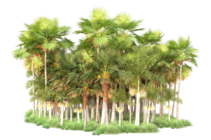 Tropical forest isolated on transparent background. 3d rendering - illustration png