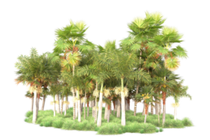 Tropical forest isolated on transparent background. 3d rendering - illustration png