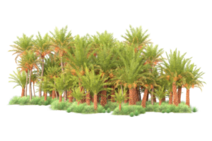 Tropical forest isolated on transparent background. 3d rendering - illustration png