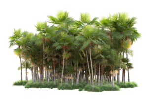 Tropical forest isolated on transparent background. 3d rendering - illustration png