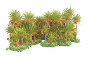 Tropical forest isolated on transparent background. 3d rendering - illustration png