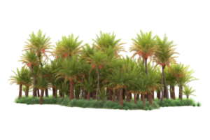 Tropical forest isolated on transparent background. 3d rendering - illustration png