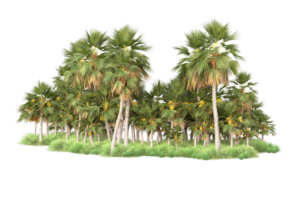 Tropical forest isolated on transparent background. 3d rendering - illustration png
