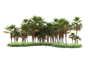 Tropical forest isolated on transparent background. 3d rendering - illustration png