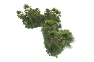 tropical forêt isolé sur transparent Contexte. 3d le rendu - illustration png