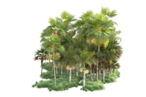 Tropical forest isolated on transparent background. 3d rendering - illustration png