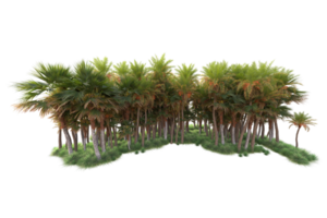 Tropical forest isolated on transparent background. 3d rendering - illustration png
