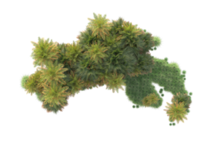 Tropical forest isolated on transparent background. 3d rendering - illustration png