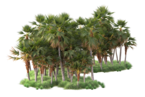 tropical forêt isolé sur transparent Contexte. 3d le rendu - illustration png