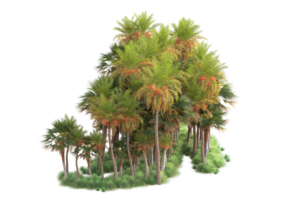 Tropical forest isolated on transparent background. 3d rendering - illustration png