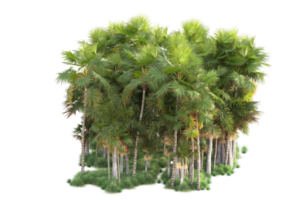 Tropical forest isolated on transparent background. 3d rendering - illustration png