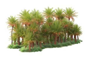 Tropical forest isolated on transparent background. 3d rendering - illustration png